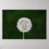 Dandelion Poster (Voorkant)