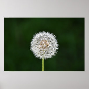 Dandelion Poster