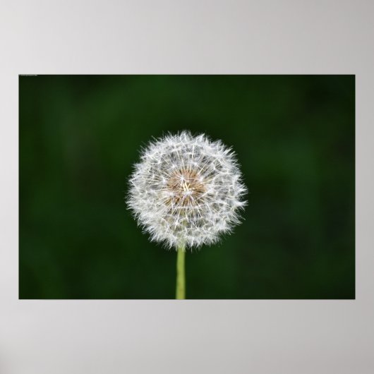 Dandelion Poster (Voorkant)