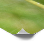 Dandelion Poster (Hoek)