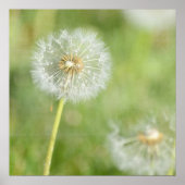 Dandelion Poster (Voorkant)