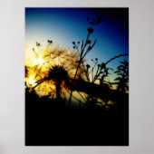 Dandelion poster (Voorkant)