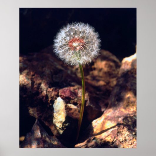 Dandelion Poster (Voorkant)