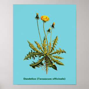 Dandelion Poster