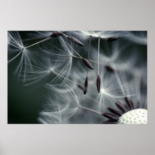 Dandelion Poster