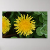 Dandelion Poster (Voorkant)