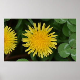 Dandelion Poster