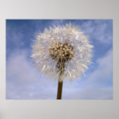 Dandelion Poster (Voorkant)