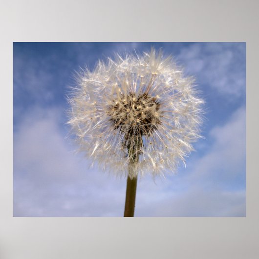 Dandelion Poster (Voorkant)
