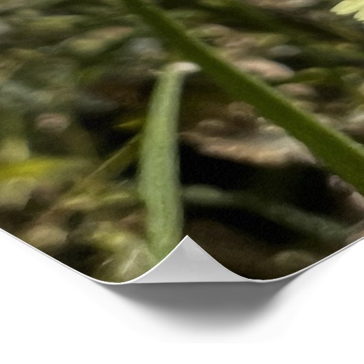 Dandelion Poster (Hoek)