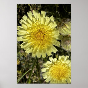 Dandelion Poster