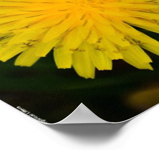 Dandelion Poster (Hoek)