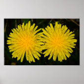 Dandelion Poster (Voorkant)