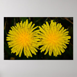 Dandelion Poster