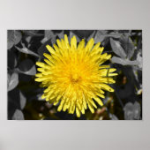 Dandelion Poster (Voorkant)