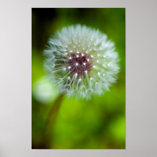 Dandelion Poster (Voorkant)