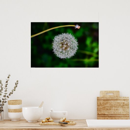 Dandelion Poster (Keuken)