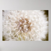 Dandelion Poster (Voorkant)