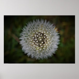 Dandelion Poster
