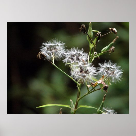 Dandelion Poster (Voorkant)