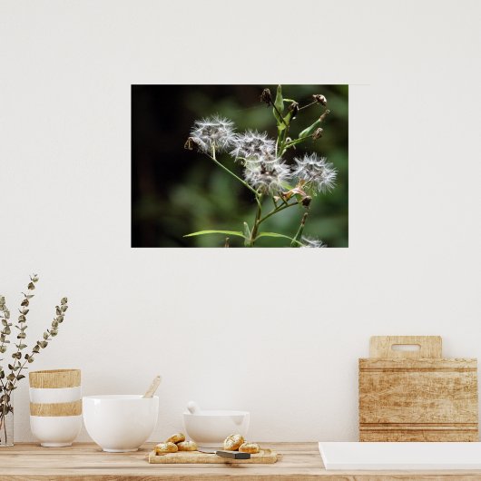 Dandelion Poster (Keuken)