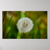 Dandelion Poster (Voorkant)