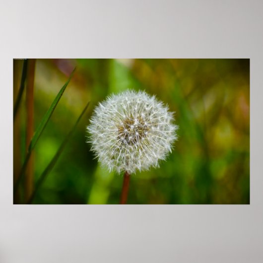 Dandelion Poster (Voorkant)