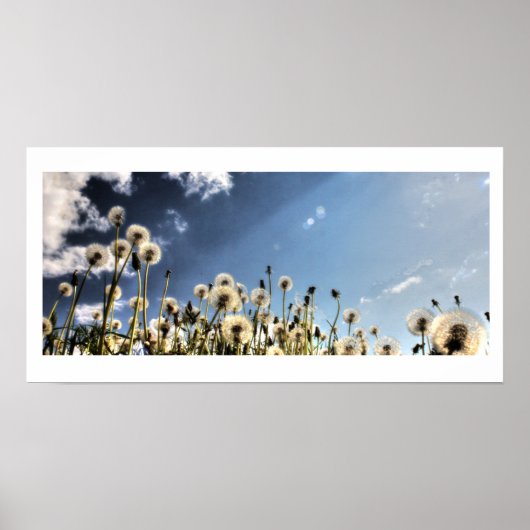 Dandelion Poster (Voorkant)