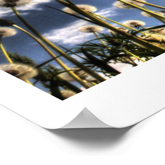 Dandelion Poster (Hoek)