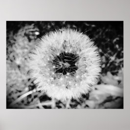 Dandelion Poster