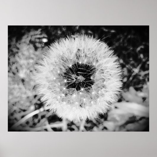 Dandelion Poster (Voorkant)