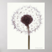 Dandelion Poster (Voorkant)