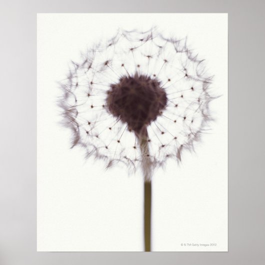 Dandelion Poster (Voorkant)