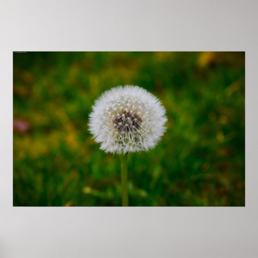 Dandelion Poster (Voorkant)