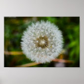 Dandelion Poster (Voorkant)