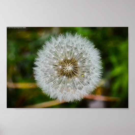 Dandelion Poster (Voorkant)