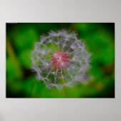 Dandelion Poster (Voorkant)