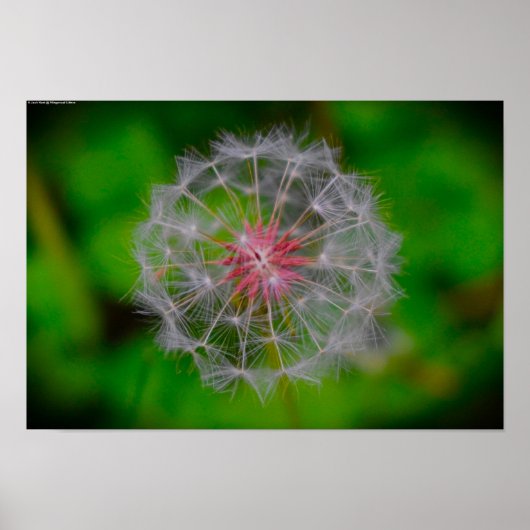 Dandelion Poster (Voorkant)