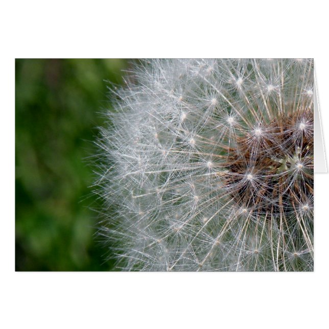 Dandelion Puff (Voorkant Horizontaal)