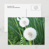 Dandelion Puff Briefkaart (Voorkant / Achterkant)