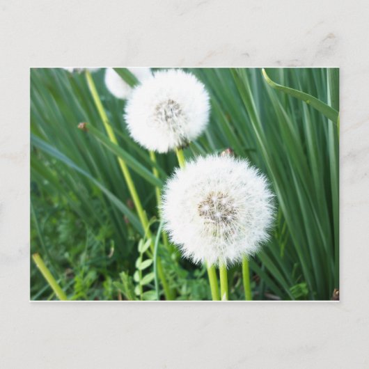 Dandelion Puff Briefkaart (Voorkant)