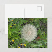 Dandelion Puff Briefkaart (Voorkant / Achterkant)