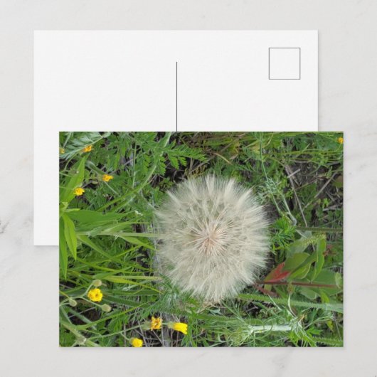 Dandelion Puff Briefkaart (Voorkant / Achterkant)