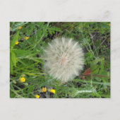 Dandelion Puff Briefkaart (Voorkant)