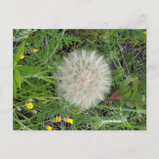 Dandelion Puff Briefkaart (Voorkant)