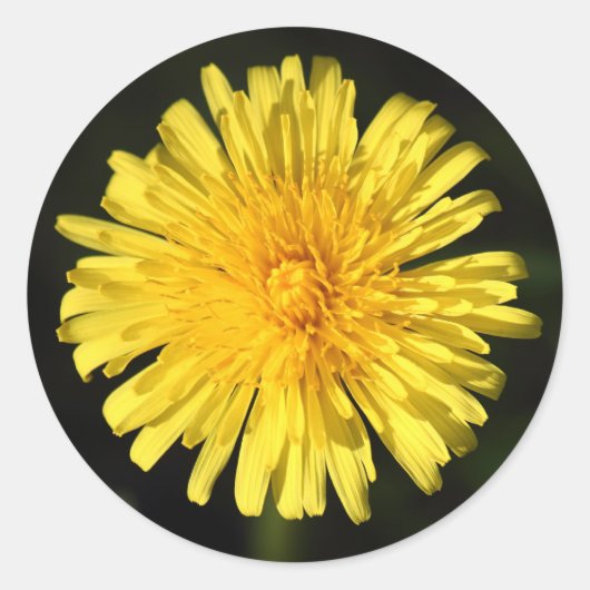 Dandelion Ronde Sticker (Voorkant)