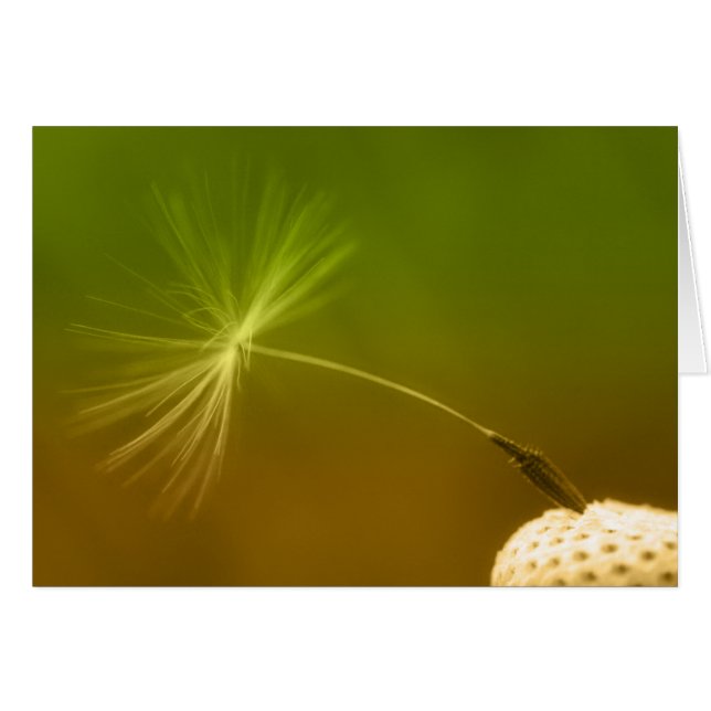 Dandelion Seed (Voorkant Horizontaal)