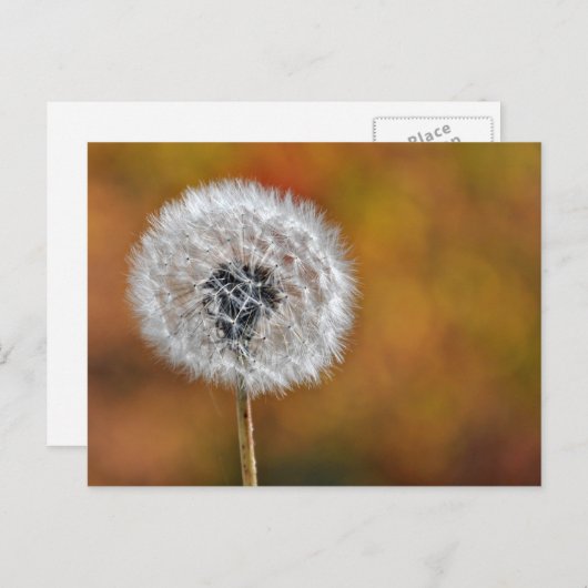 Dandelion Seed Briefkaart (Voorkant / Achterkant)