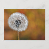 Dandelion Seed Briefkaart (Voorkant)