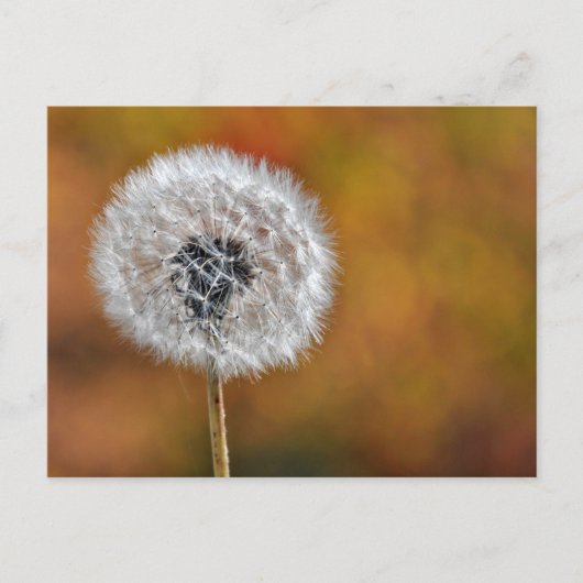 Dandelion Seed Briefkaart (Voorkant)